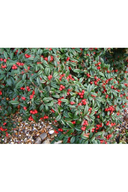 Ярко-красные плоды на ветвях Cotoneaster salicifolius